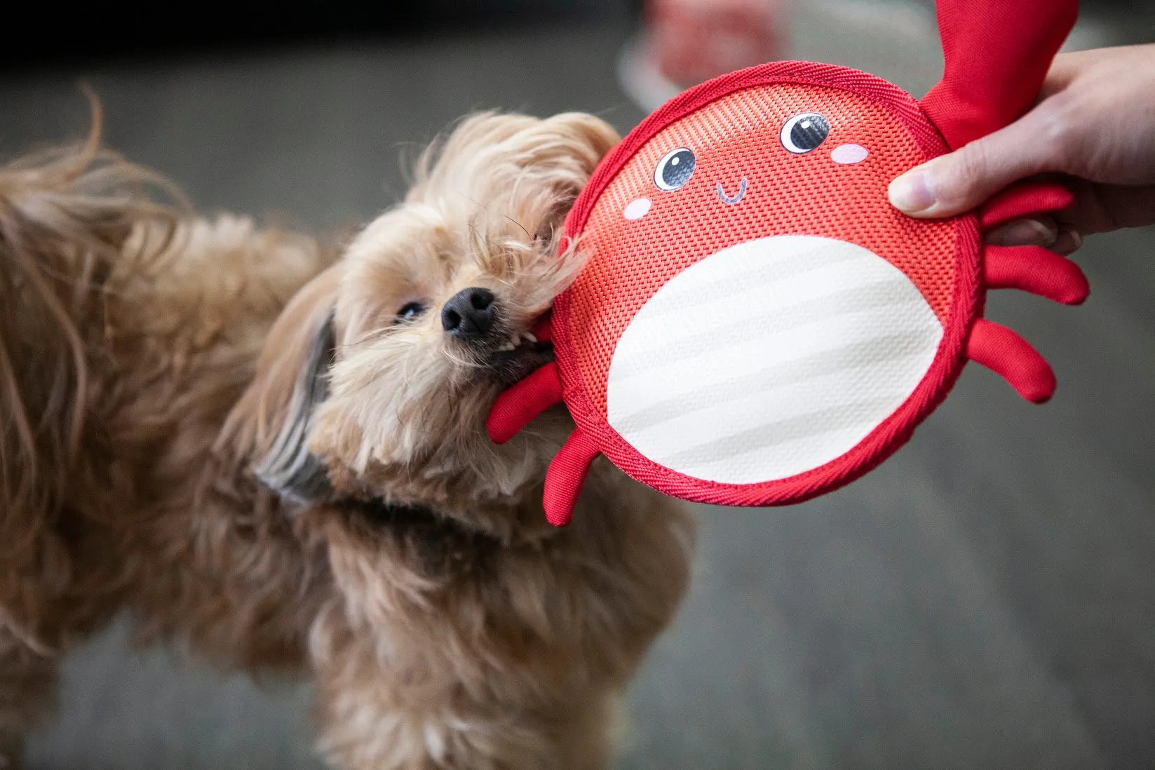 Crawford the Crab Dog Toy