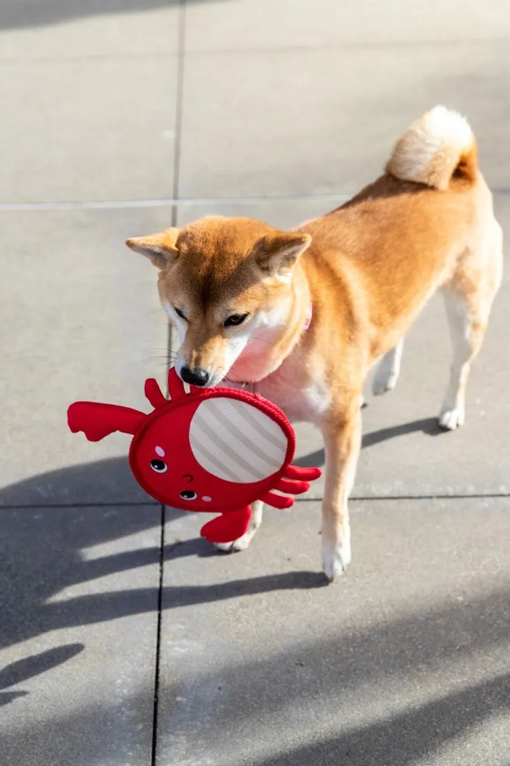 Crawford the Crab Dog Toy