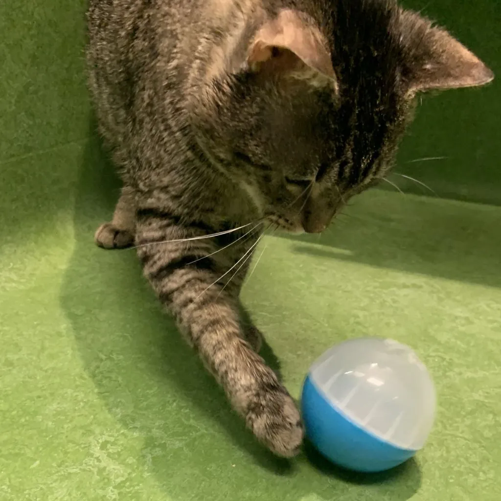 RSPCA Cat Enrichment Ball