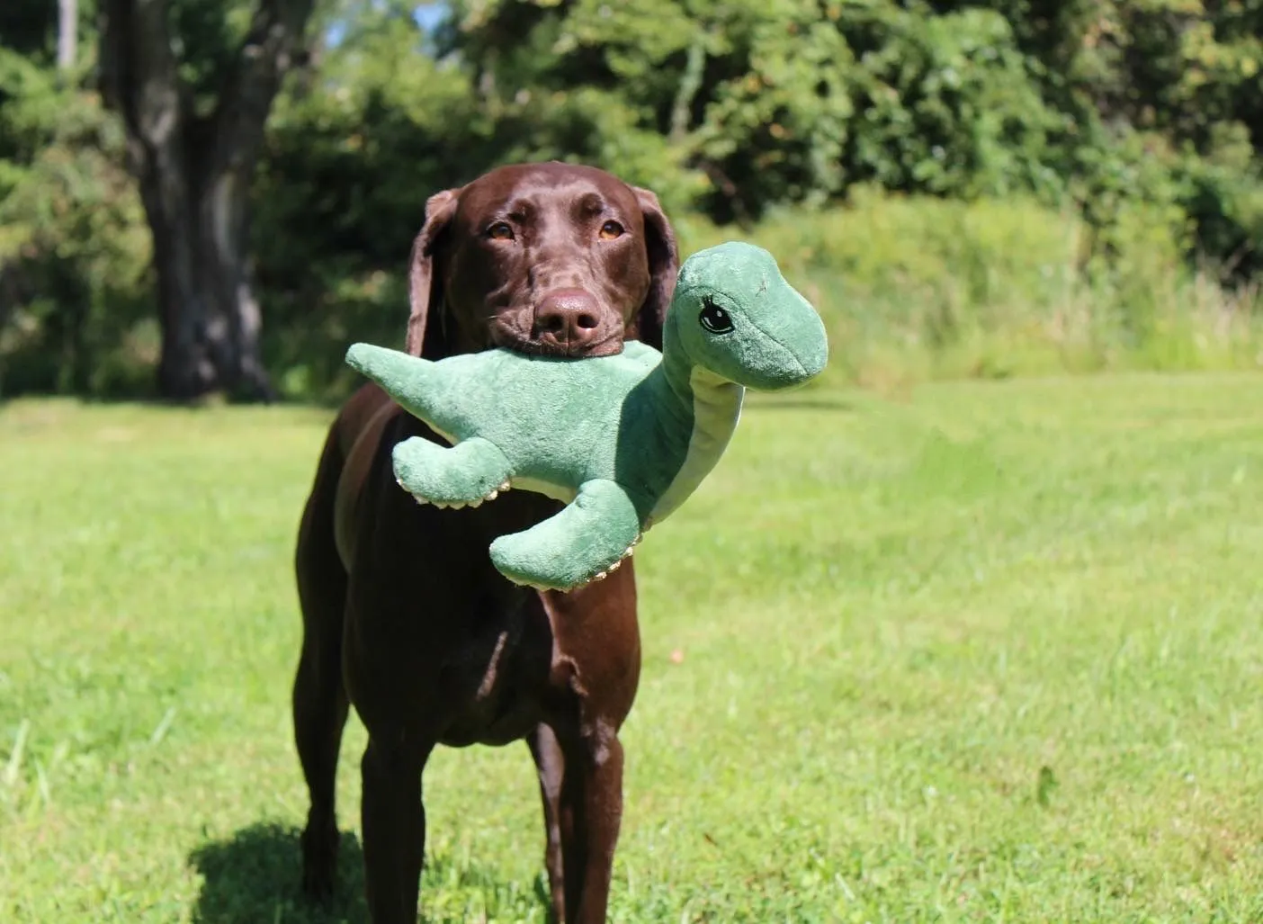 Squeaky Plush Dog Toy: Nessie