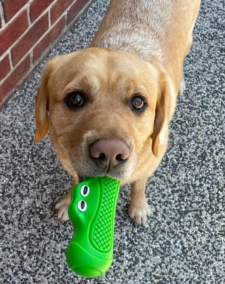 Strong Rubber Chester Squeaking Toy